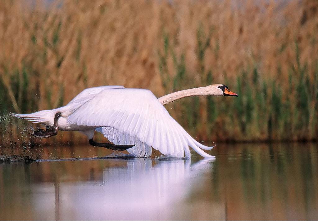 Cygne