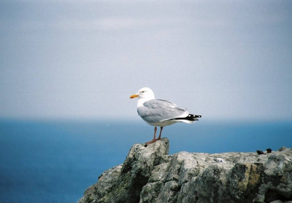 Mouette