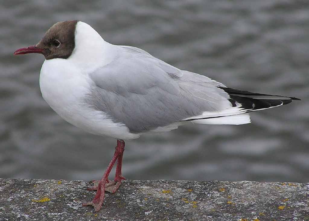 Mouette Rieuse1