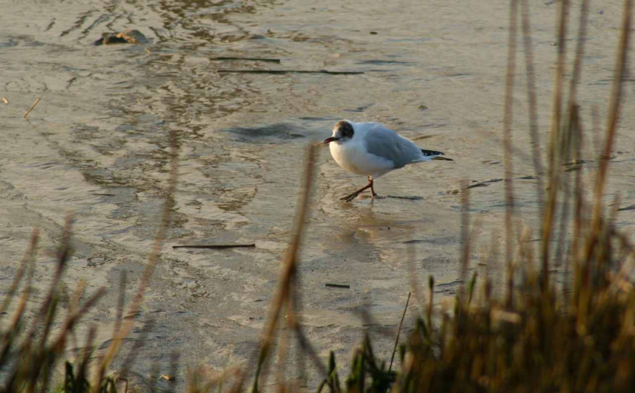 Mouette Rieuse2