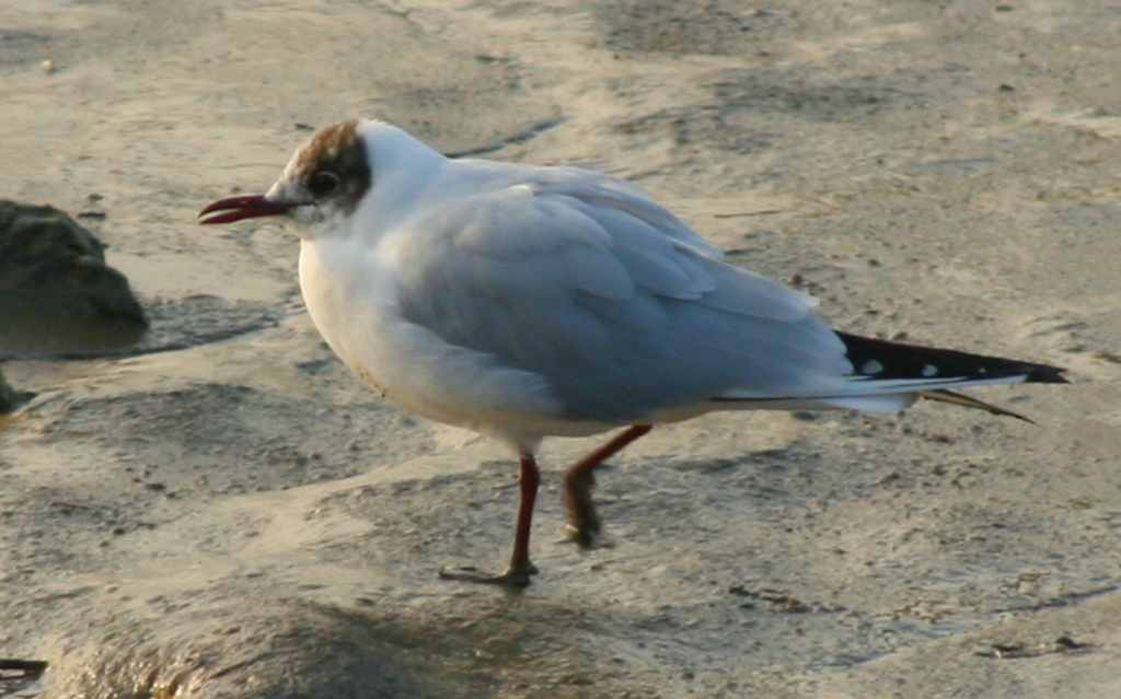 Mouette Rieuse3