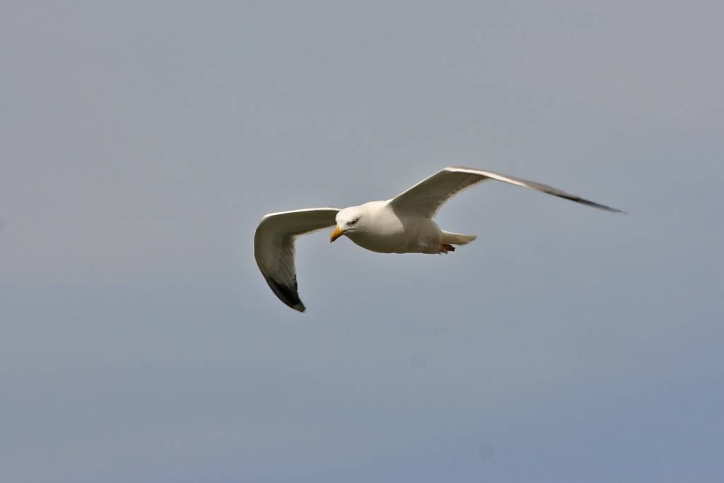 Mouette Vol