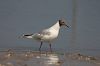 Cliquez ici pour voir l'image (Mouette_Rieuse.jpg)