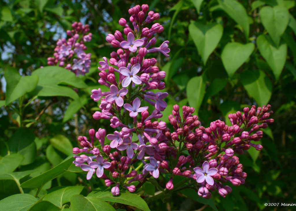 lilas