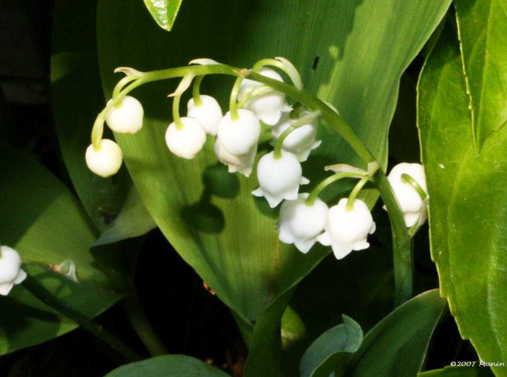 muguet