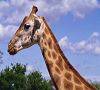 Cliquez ici pour voir l'image (Animaux.jpg)